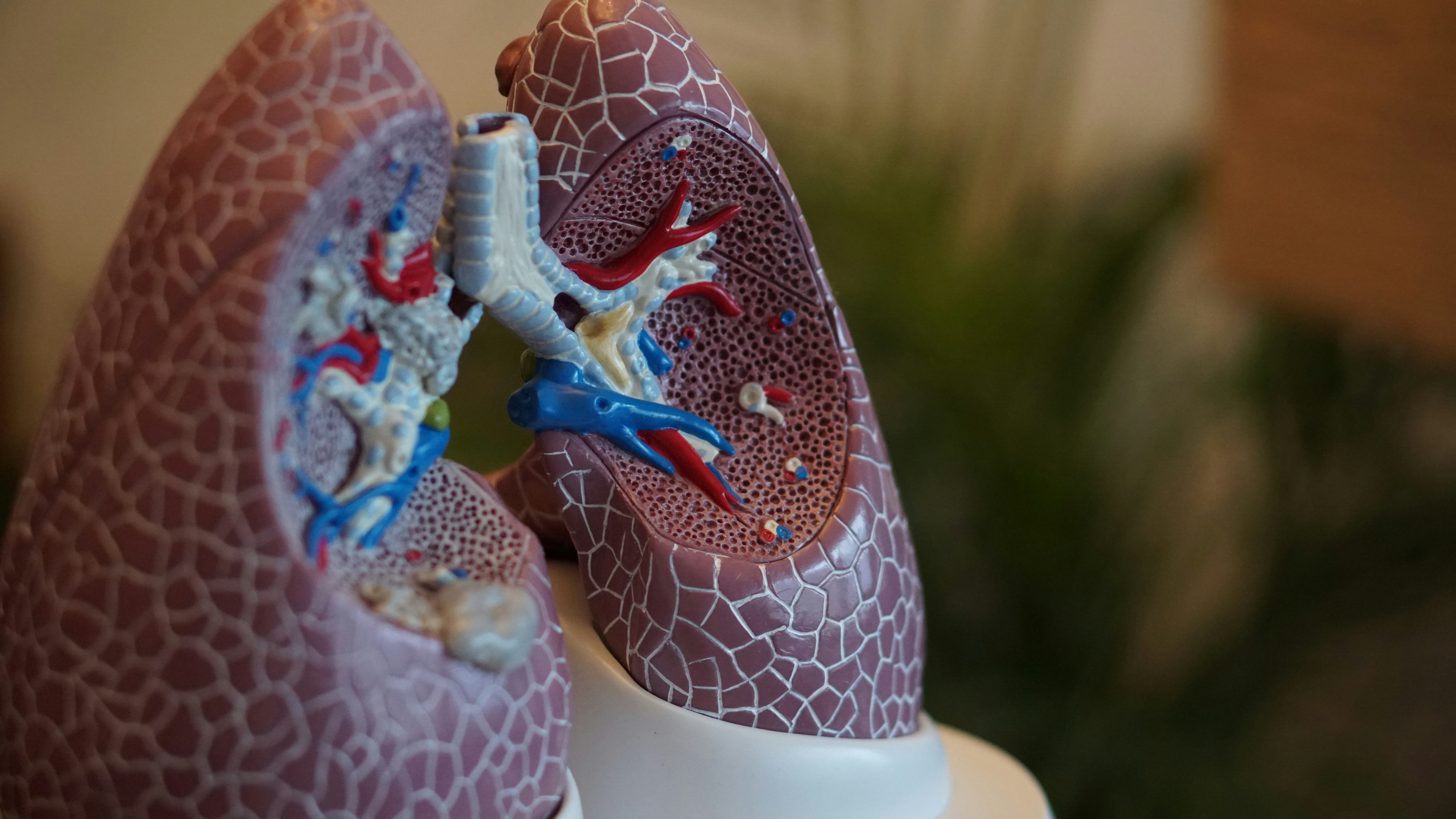 Anatomical model of human lungs
