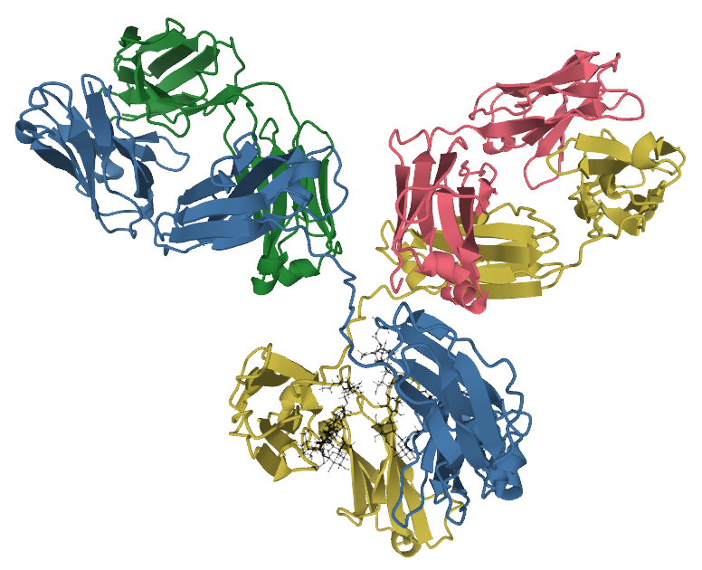 Molecular structure of an IgG1 monoclonal antibody