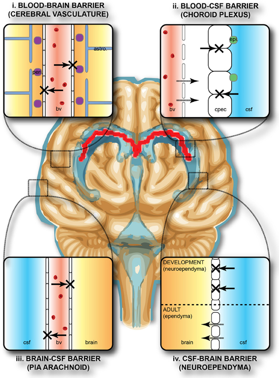 Brain barrier systems illustration