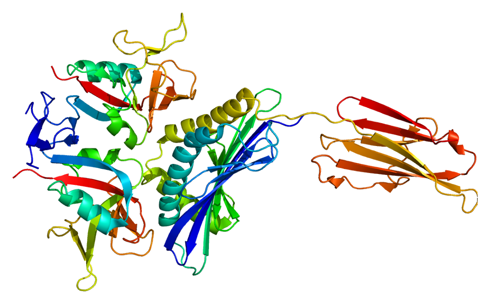 3D crystal structure of the KLRK1 NKG2D receptor protein