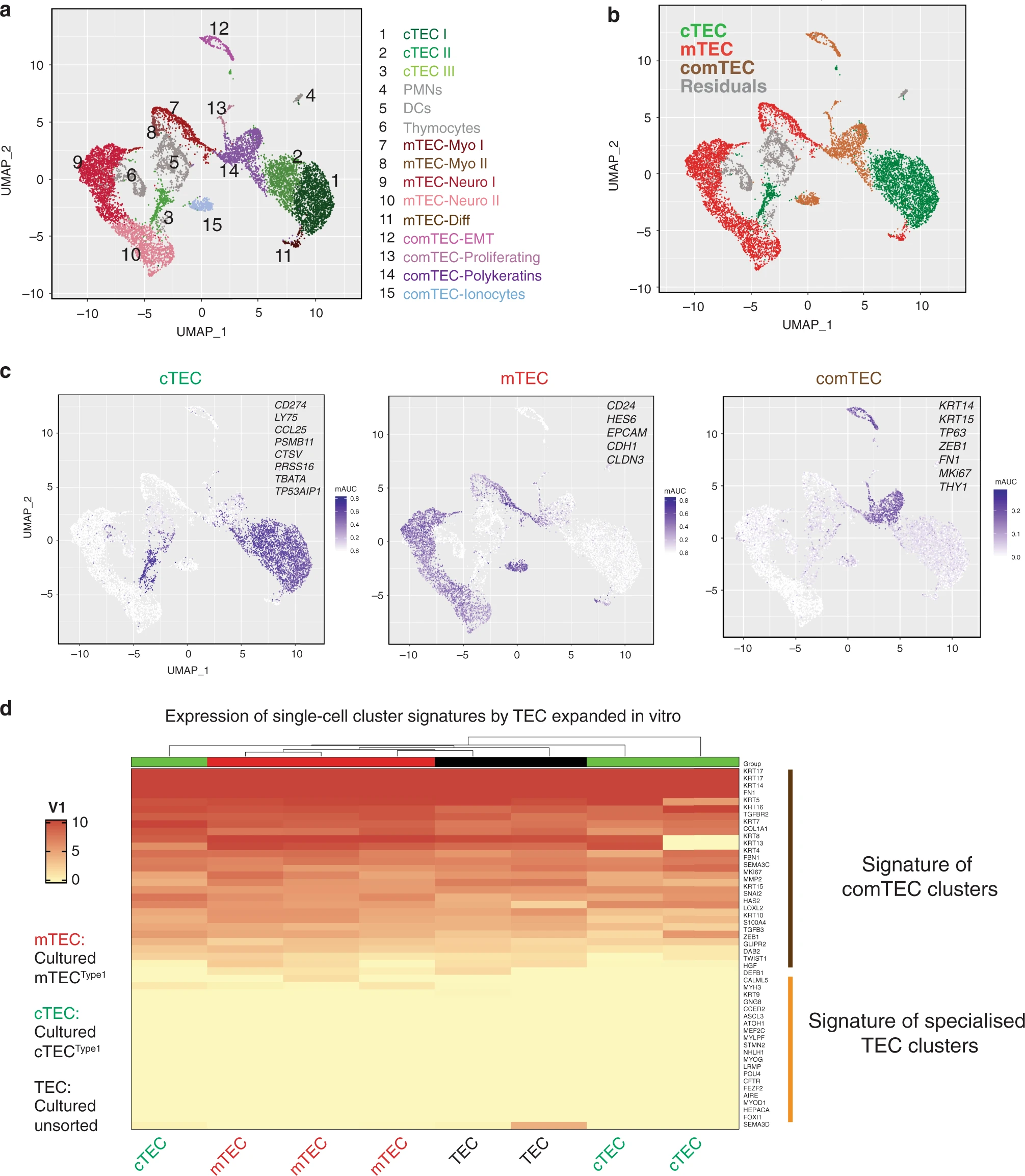 UMAP visualization of single-cell RNA sequencing data showing cell clusters
