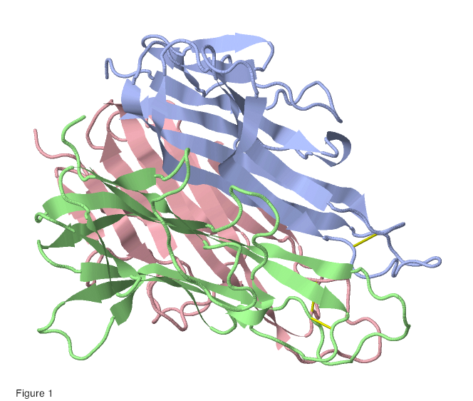 3D molecular model of TNF-alpha protein trimer