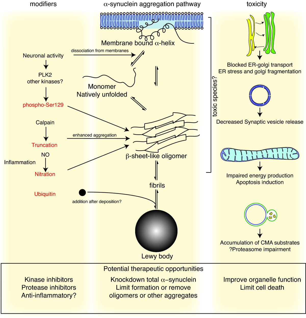 Alpha-synuclein fibril propagation in neurons