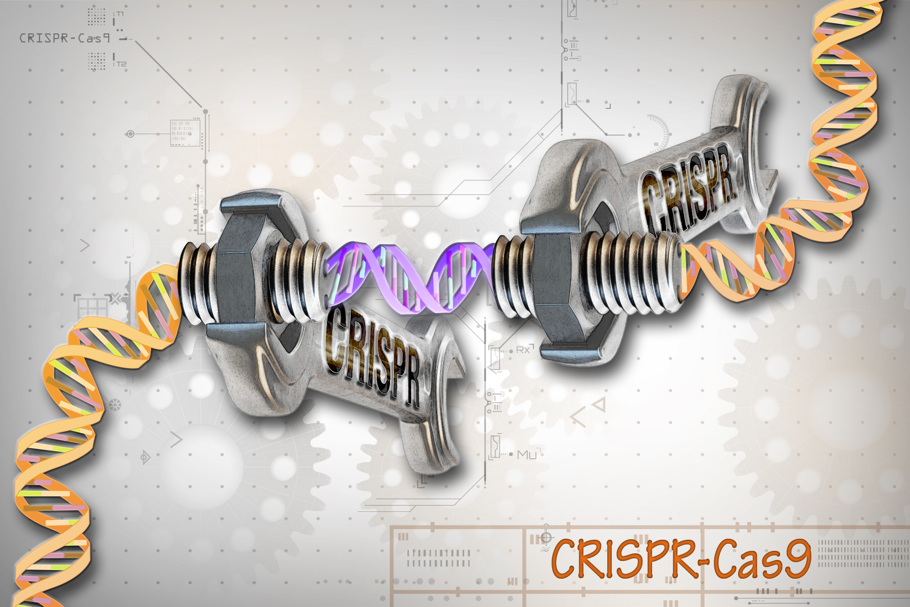 CRISPR-Cas9 gene editing technology used to modify pig genomes