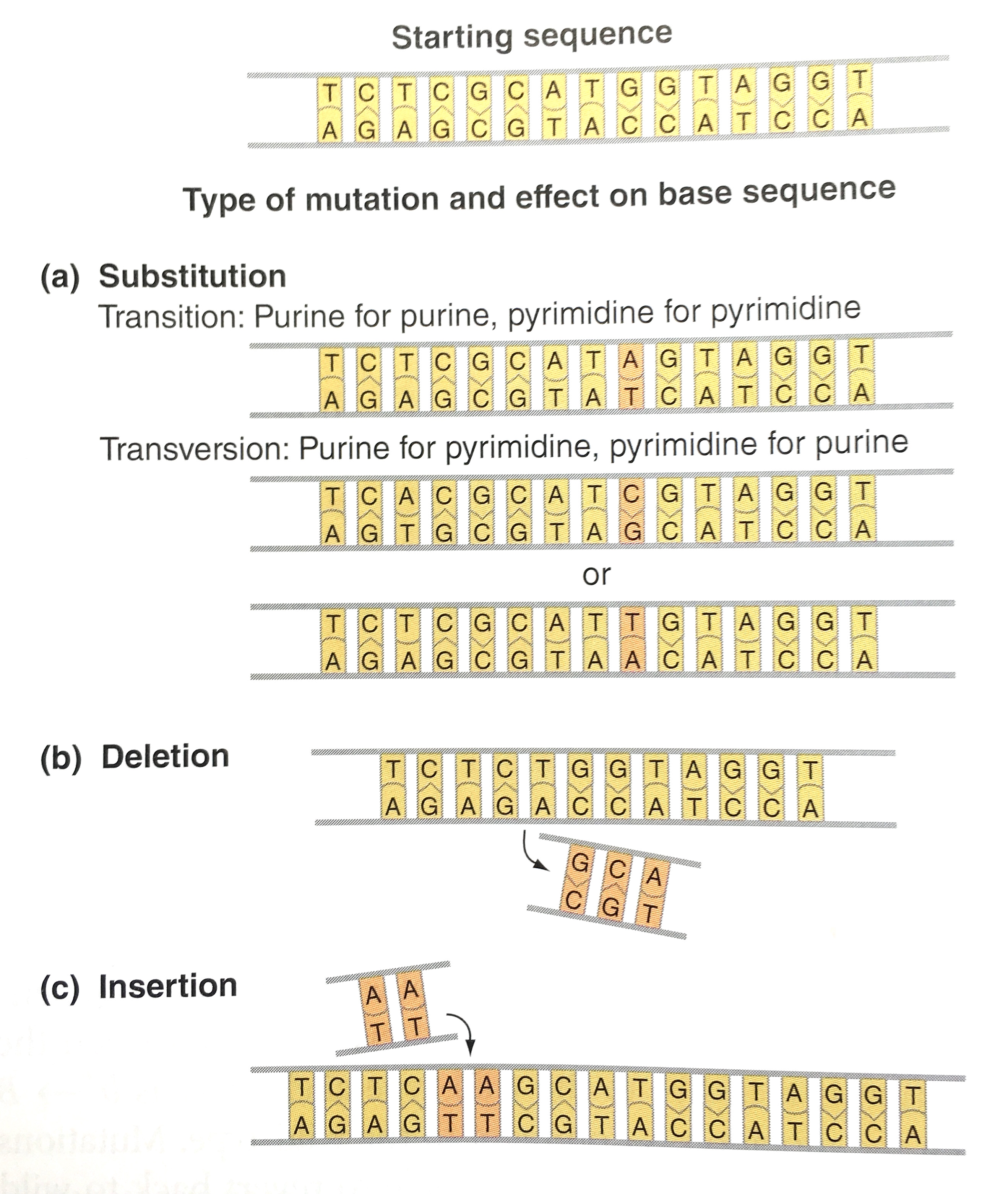 DNA and gene expression illustration