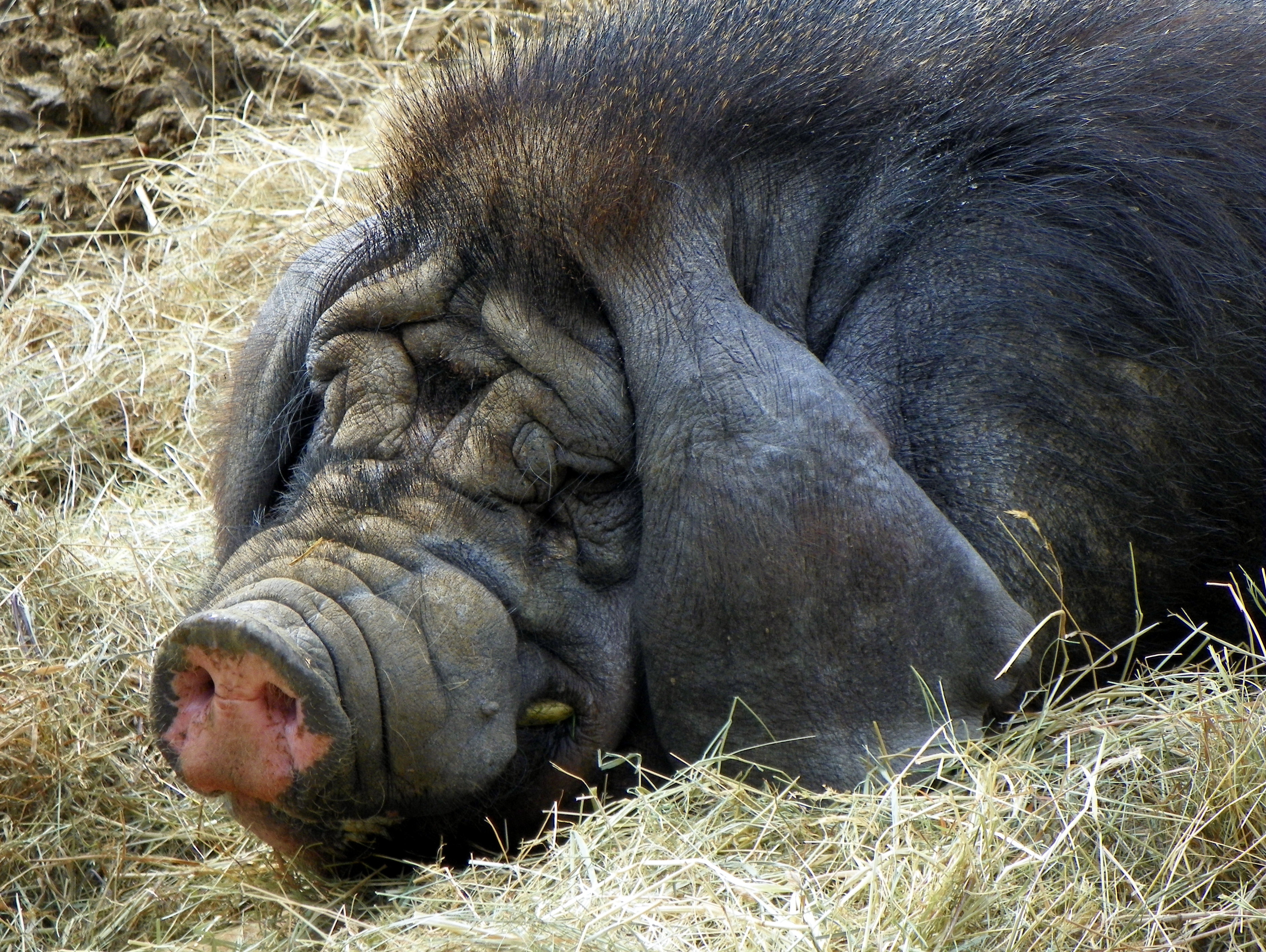 Domestic pig, the source species for gene-edited xenotransplantation organs
