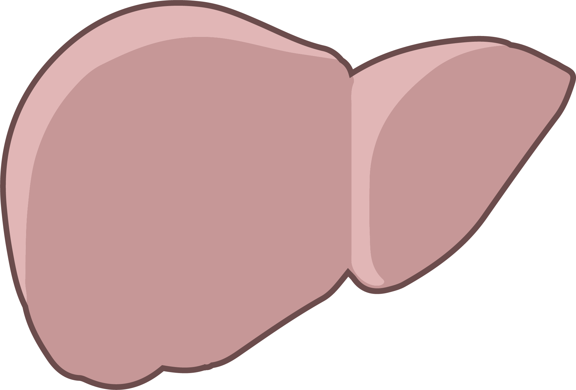 Human liver anatomy showing the complexity of hepatic transplantation