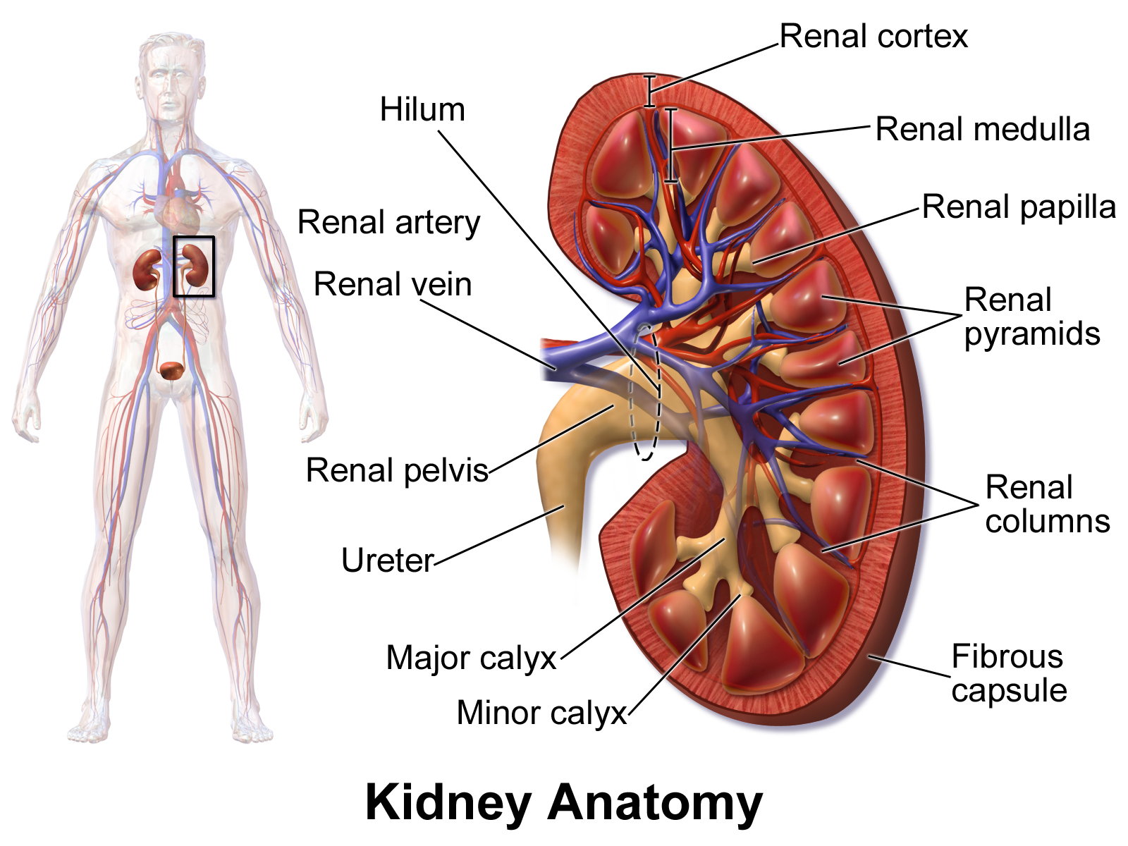 Kidney anatomy showing the renal structures involved in xenotransplantation