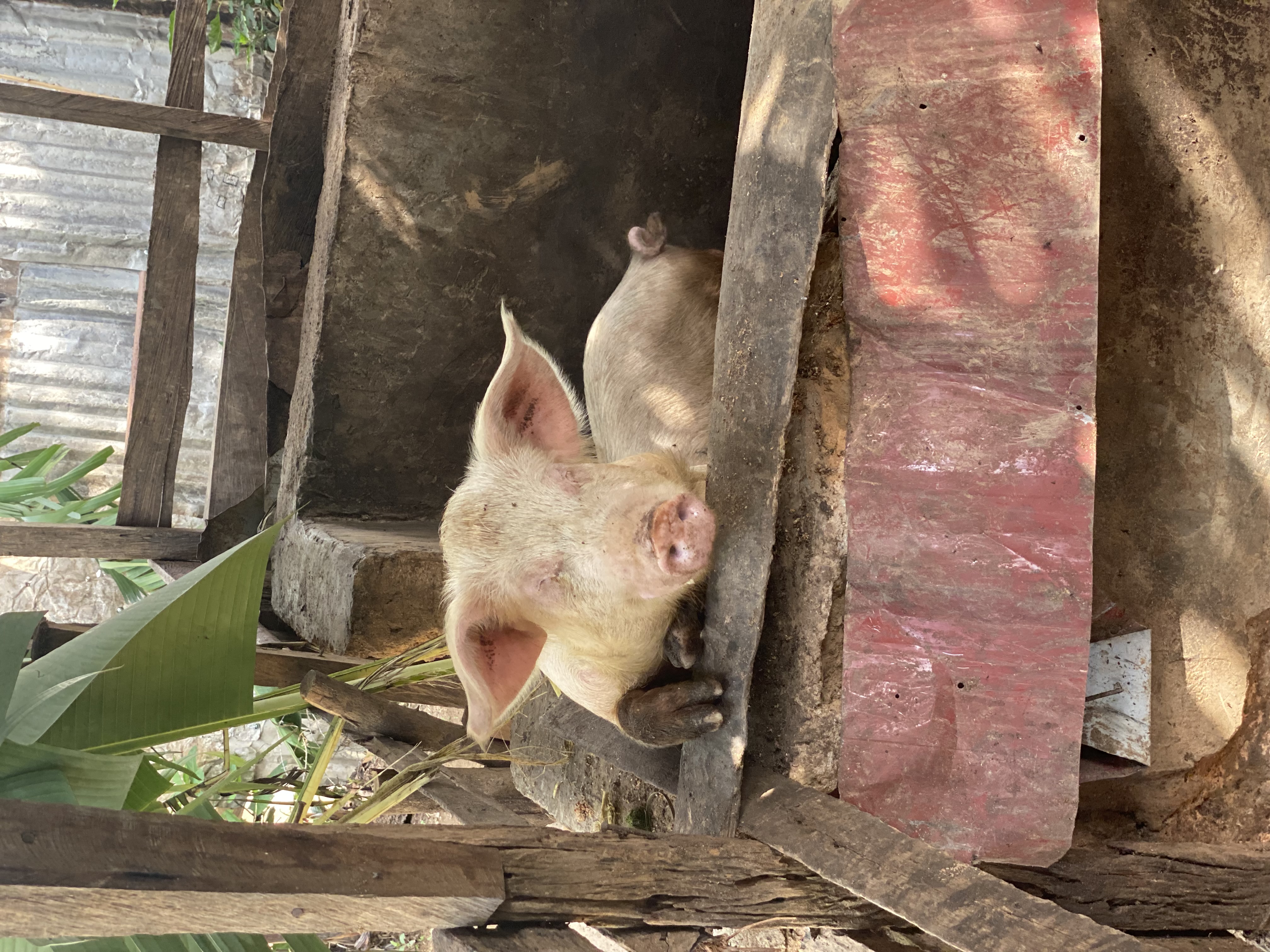 Gene-edited pig husbandry facility for xenotransplantation research