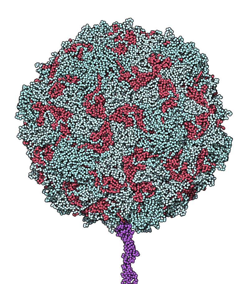 Molecular model of receptor-ligand binding