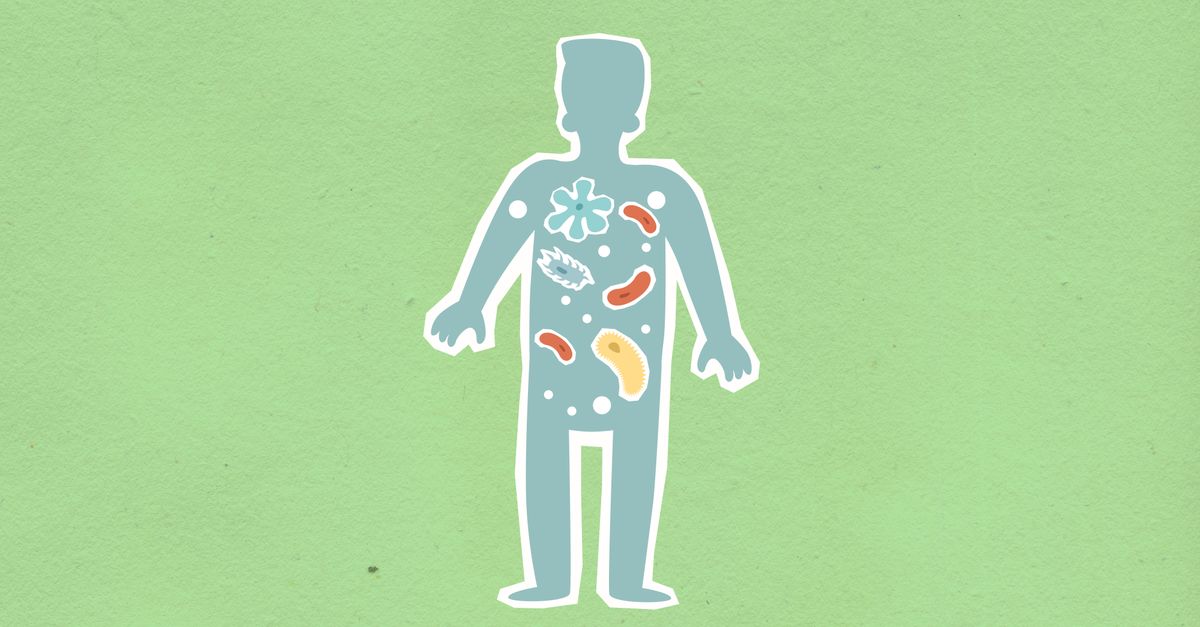 Bacteria illustration representing gut microbiome research