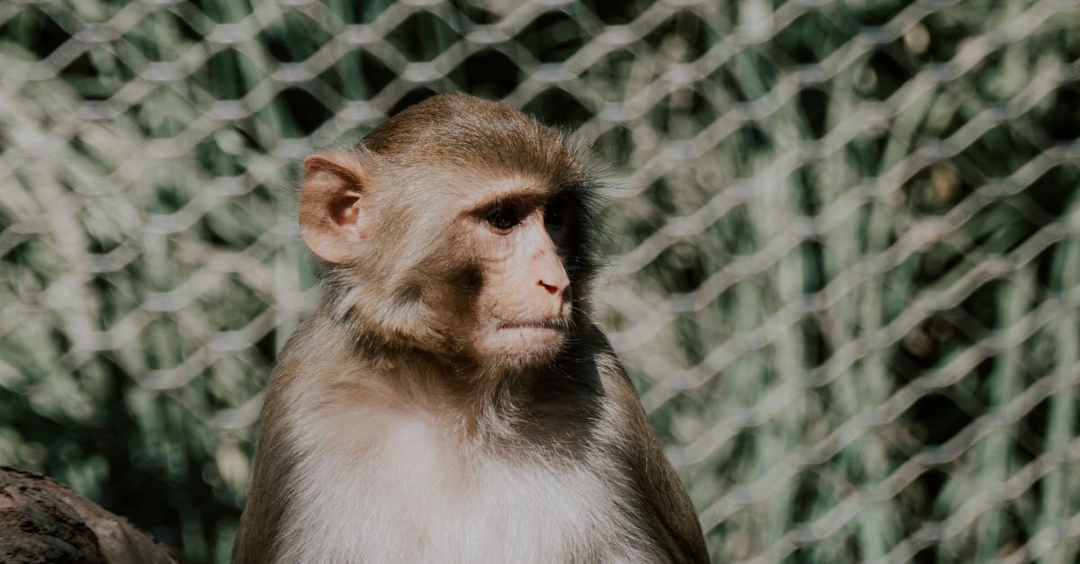 Rhesus macaque in research setting representing primate studies