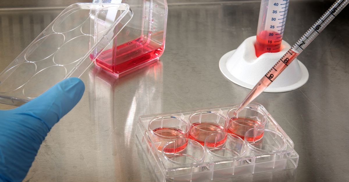 Dual action fibrosis clearance and cardiac regeneration mechanism