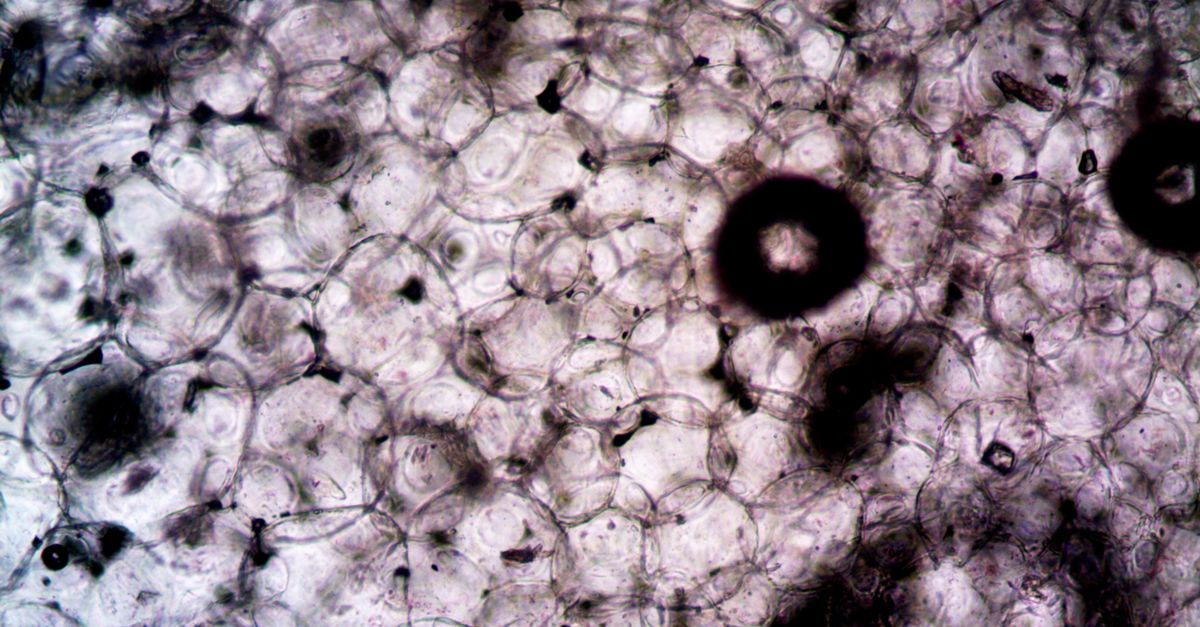 Future of cardiac regenerative medicine and research
