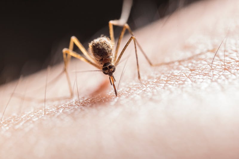 Mosquito biting human skin, vector for malaria transmission