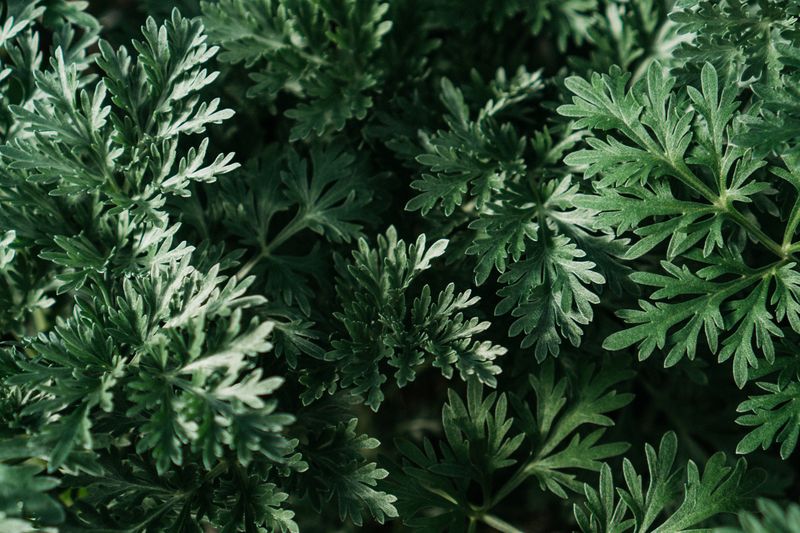 Artemisia annua (sweet wormwood) leaves, the source of artemisinin