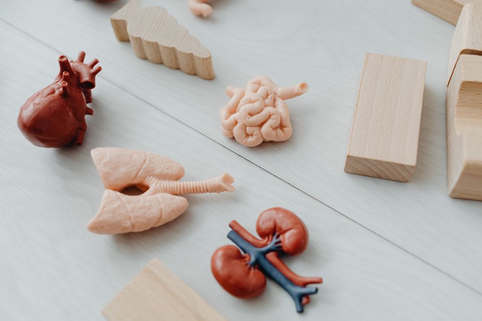 Anatomical organ models for medical education