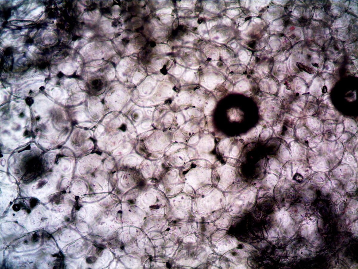 Microscopic view of cells