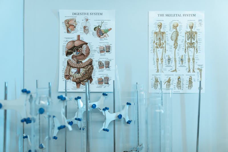 Anatomy model showing digestive system