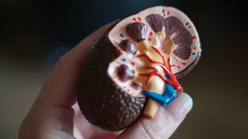 Anatomical kidney model